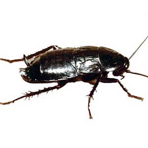 blatta orientalis
