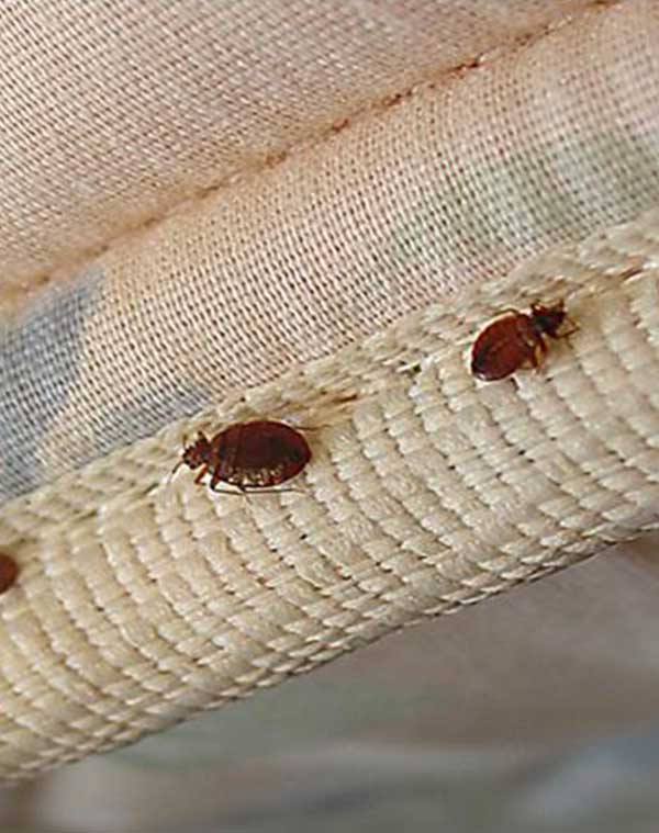 disinfestazione cimici da letto
